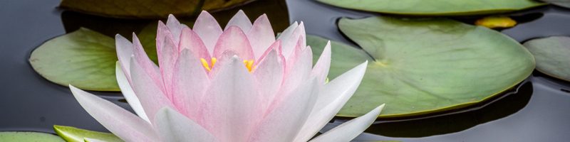 new lotus_800x200